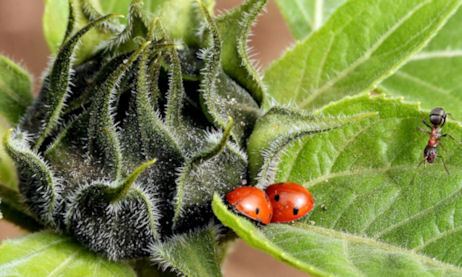 ant approaching ladybirds on a sunflower