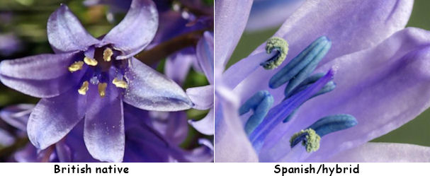 bluebell anthers