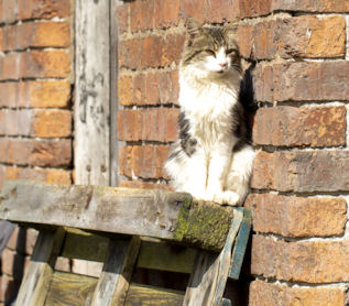 tabby cat sitting on a pallet