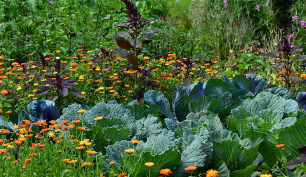 marigolds growing amongst cabbages