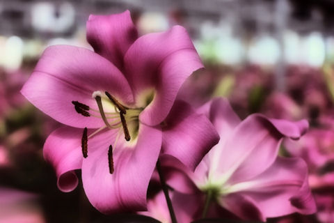 pink daylilies
