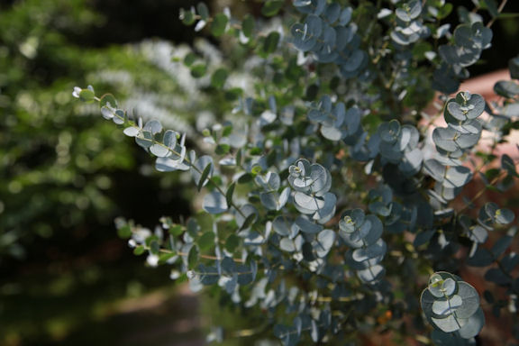 young eucalyptus leaves