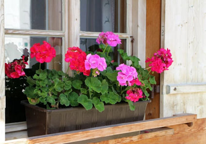 geraniums in window box