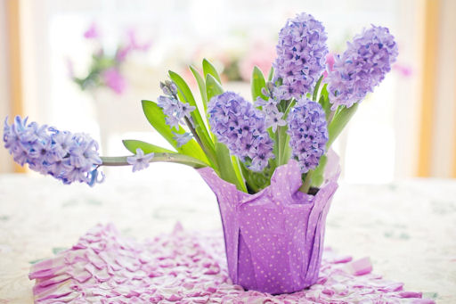 hyacinths in container