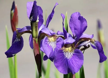 iris siberica