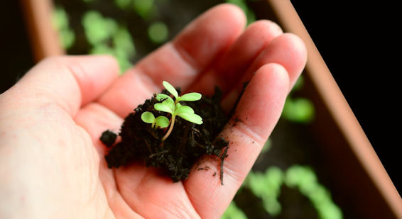 person holding a seedling
