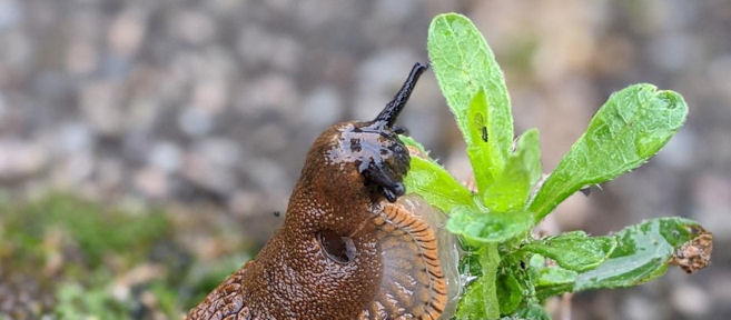 slug eating a plant