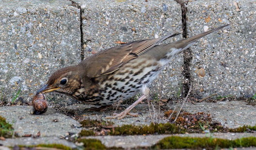 thrush eating a snail